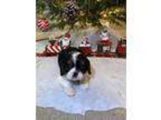 Cavalier King Charles Spaniel Puppy for sale in Knights Landing, CA, USA