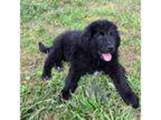 Newfoundland Puppy for sale in Houston, TX, USA
