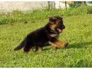 German Shepherd Dog Puppy for sale in Shady Spring, WV, USA