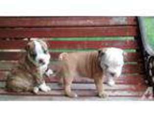 Bulldog Puppy for sale in HICKORY, NC, USA