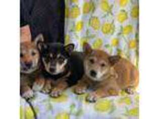 Shiba Inu Puppy for sale in Laurel, MD, USA