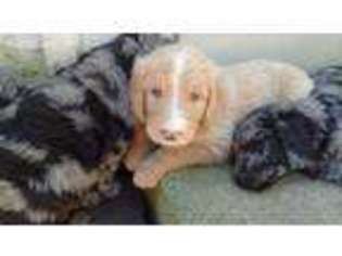 Mutt Puppy for sale in Arcadia, MI, USA