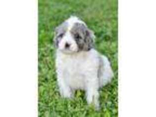 Cavapoo Puppy for sale in Hadley, PA, USA