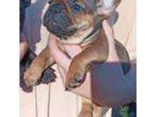 French Bulldog Puppy for sale in Troy, NC, USA