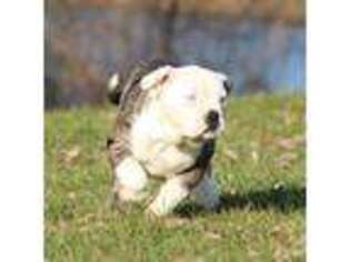 Olde English Bulldogge Puppy for sale in Grand Rapids, MI, USA