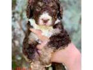 Mutt Puppy for sale in Social Circle, GA, USA