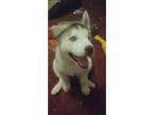 Siberian Husky Puppy for sale in Placentia, CA, USA