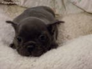 French Bulldog Puppy for sale in Wendell, NC, USA