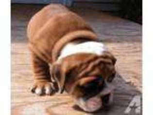 Bulldog Puppy for sale in HAMPSTEAD, NC, USA
