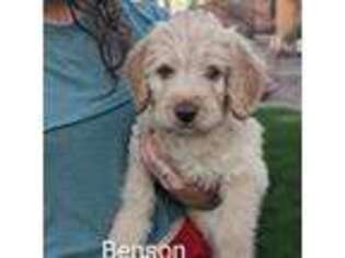 Labradoodle Puppy for sale in Phoenix, AZ, USA