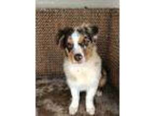 Australian Shepherd Puppy for sale in Kentland, IN, USA