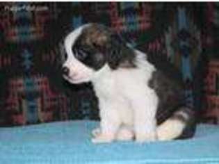 Saint Bernard Puppy for sale in Bartlesville, OK, USA