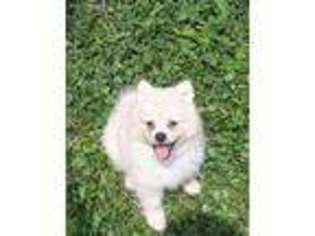 Pomeranian Puppy for sale in Lebanon, KY, USA