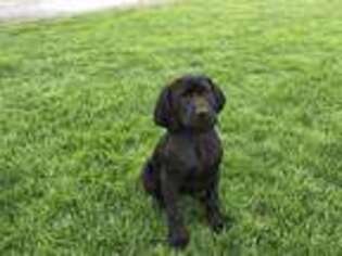 Mutt Puppy for sale in Stanford, IL, USA