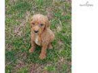 Goldendoodle Puppy for sale in Decatur, AL, USA