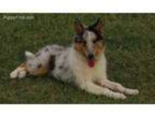 Collie Puppy for sale in Decatur, TX, USA