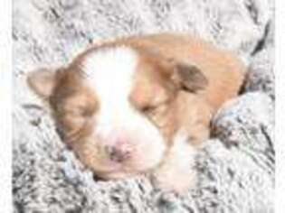 Mutt Puppy for sale in Lindsay, OK, USA