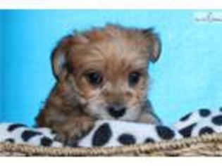 Brittany Puppy for sale in Greensboro, NC, USA