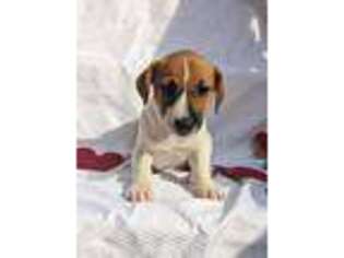 Jack Russell Terrier Puppy for sale in Haverhill, MA, USA