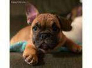 French Bulldog Puppy for sale in Harrison, OH, USA