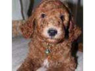 Goldendoodle Puppy for sale in Oakdale, LA, USA