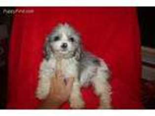 Cavapoo Puppy for sale in Statesboro, GA, USA