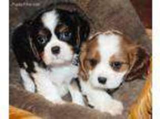 Cavalier King Charles Spaniel Puppy for sale in Conroe, TX, USA