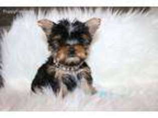 Yorkshire Terrier Puppy for sale in Montevideo, MN, USA