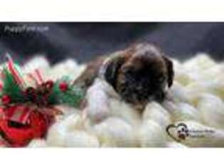 Cavapoo Puppy for sale in Traverse City, MI, USA
