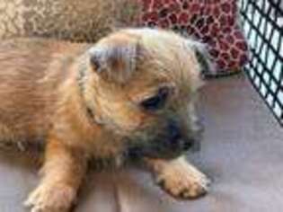 Cairn Terrier Puppy for sale in Apache Junction, AZ, USA