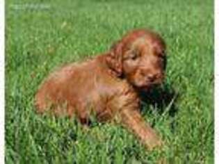 Goldendoodle Puppy for sale in Montrose, CO, USA