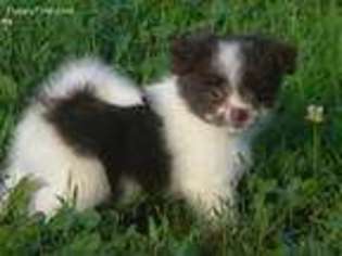 Maltipom Puppy for sale in Louisa, VA, USA