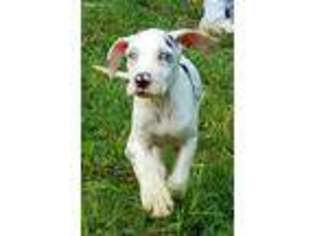 Great Dane Puppy for sale in Anna, IL, USA