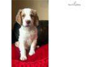 Brittany Puppy for sale in Greenville, SC, USA
