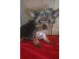 Yorkshire Terrier Puppy for sale in Momence, IL, USA