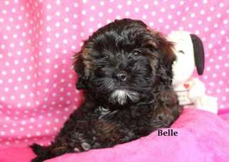 Goldendoodle Puppy for sale in Schererville, IN, USA