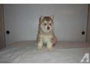 Siberian Husky Puppy for sale in FRAMINGHAM, MA, USA