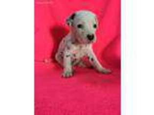 Dalmatian Puppy for sale in Noble, IL, USA