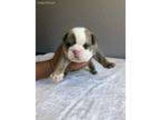 Bulldog Puppy for sale in Lincoln, CA, USA