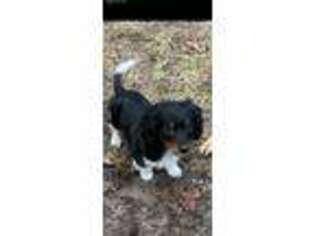 Dachshund Puppy for sale in Camdenton, MO, USA