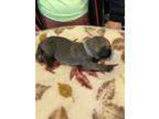 Great Dane Puppy for sale in Howard, OH, USA