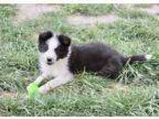 Border Collie Puppy for sale in Houston, TX, USA