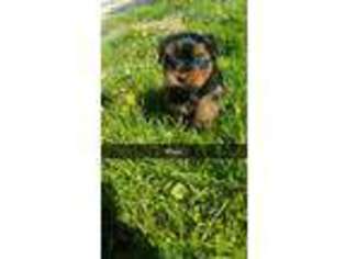 Yorkshire Terrier Puppy for sale in Prairie Du Chien, WI, USA