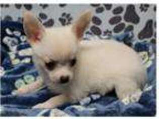 Chihuahua Puppy for sale in Unknown, , USA