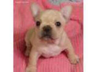 French Bulldog Puppy for sale in Youngsville, LA, USA