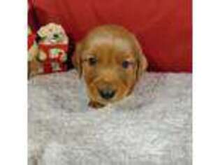 Golden Retriever Puppy for sale in Colorado Springs, CO, USA