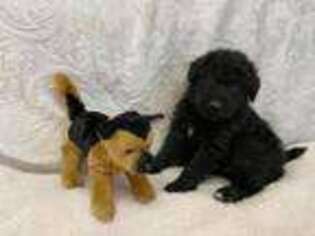 Mutt Puppy for sale in Johnson, KS, USA