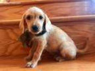 Labradoodle Puppy for sale in Lead Hill, AR, USA