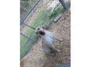 Labrador Retriever Puppy for sale in Riverside, TX, USA