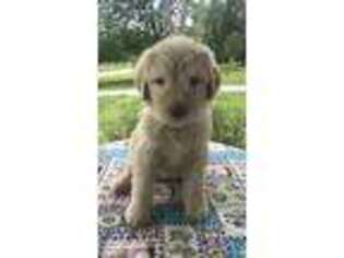 Labradoodle Puppy for sale in Lewisburg, TN, USA